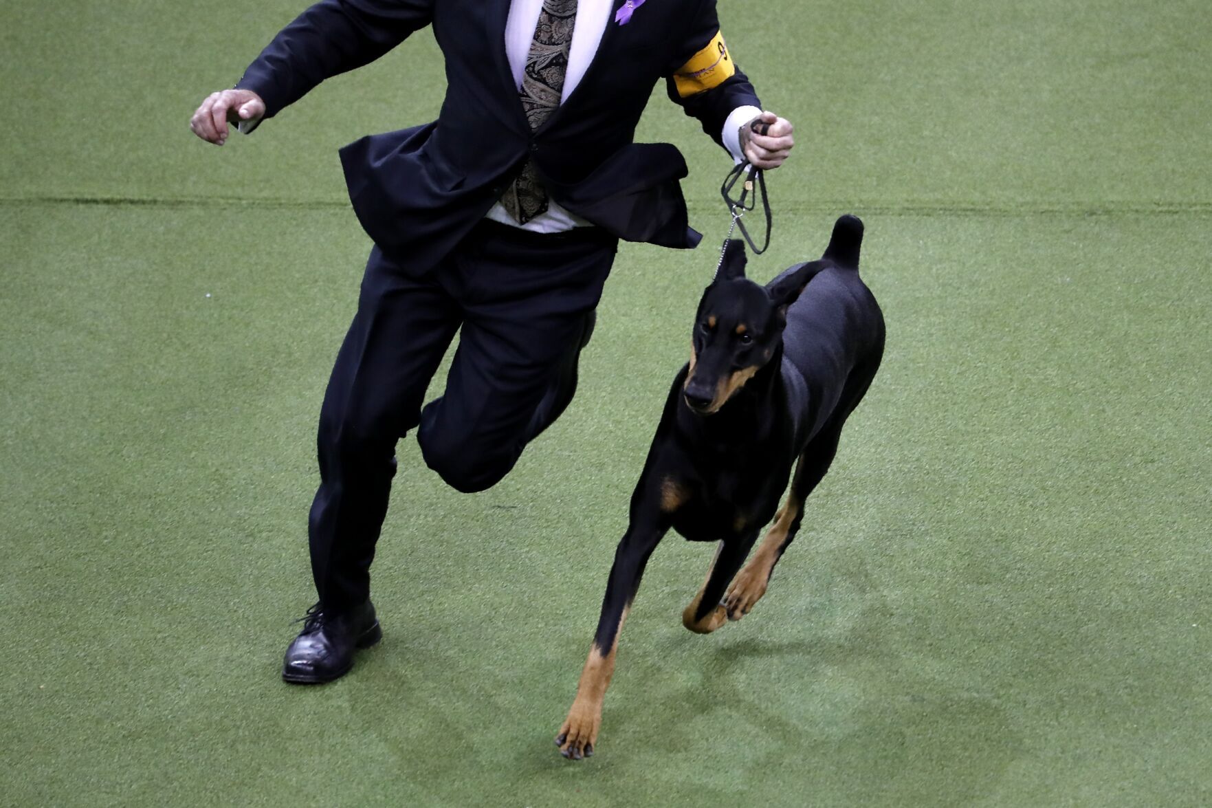 18. Doberman pinscher